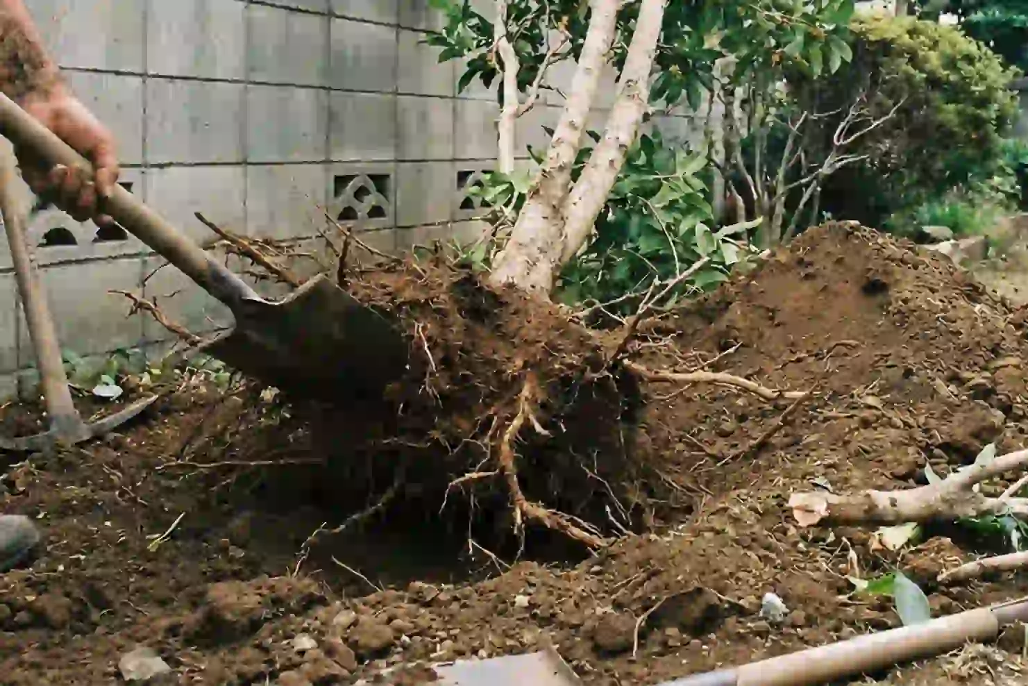 我孫子市での抜根作業